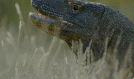 蜥蜴视频,跟随视频探索爬行动物的奇妙世界